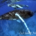whale_humpback_sb_h_0853_dom0860.jpg
